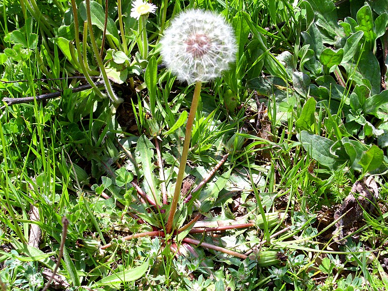 File:Taraxacum erythrospermum Habitus 2010-4-01 SierraMadrona.jpg