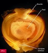 Teredinidae: Morphologie, Particularités anatomiques, Creusement de la galerie