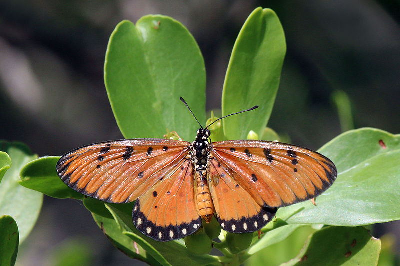 File:Tawny coster (Acraea terpsicore) I.jpg