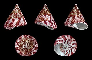 <i>Rochia conus</i> Species of gastropod