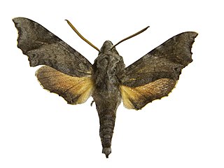 <i>Temnora pylades</i> Species of moth