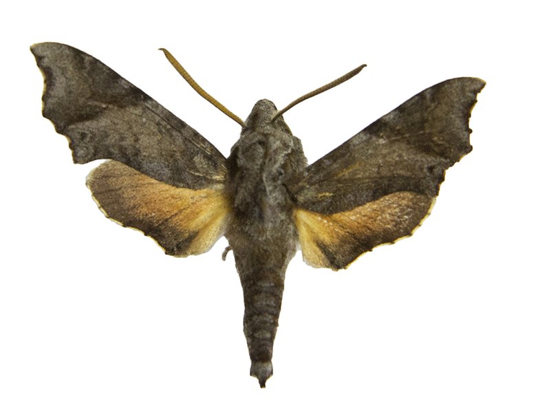 File:Temnora pylades morotoensis holotype, male, upperside. Uganda, Moroto, Mototo Mt..jpg