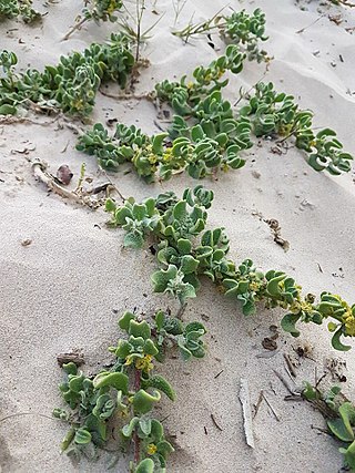 <i>Tetragonia decumbens</i> Species of succulent