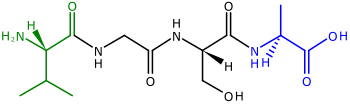 Ein Polypeptid mit vier miteinander verbundenen Aminosäuren.  Links ist der N-Terminus mit seiner Amino (H2N)-Gruppe in Grün.  Der blaue C-Terminus mit seiner Carboxylgruppe (CO2H) befindet sich rechts.