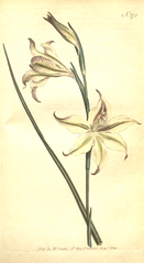 "[ 272 ] Gladiolus Tristis. Square-Leaved Corn-Flag."