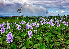 Ash-covered blooming water hyacinth along the lakeshore in San Nicolas, Batangas, Philippines due to the eruption of Taal Volcano in the distance. The Eruption of Taal Volcano on it's 3rd day.jpg