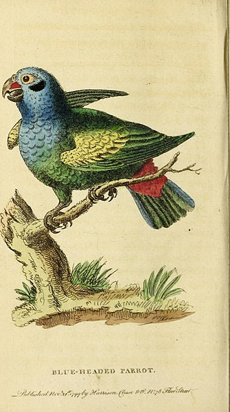 File:The Naturalist's Pocket Magazine or compleat cabinet of the curiosities and beauties of nature (19530325783).jpg