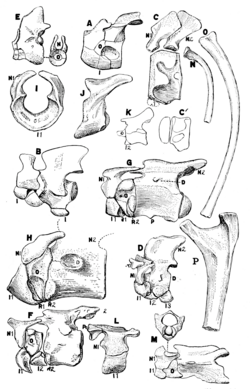 Ribs and vertebrae from several extinct reptiles: Enaliosuchus is H The Osteology of the Reptiles p103.png