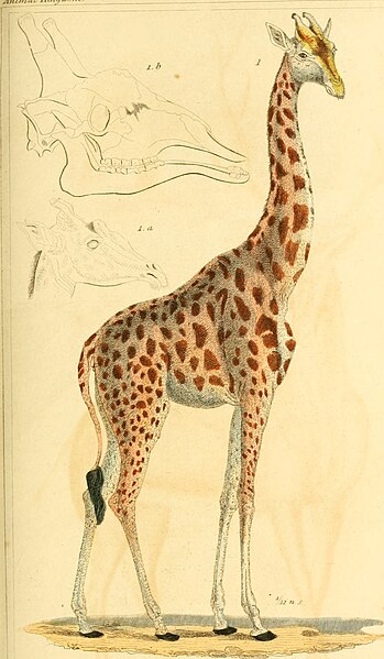 File:The animal kingdom, arranged according to its organization, serving as a foundation for the natural history of animals - and an introduction to comparative anatomy (1834) (18198276231).jpg