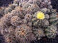 Thelocactus leucacanthus