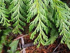 Western Redcedar (Thuja plicata)