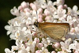 Papilionoidea: Superfamilie van vlinders