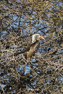 Damara red-billed hornbill Species of bird
