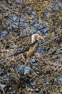 Tockus damarensis, Etosha.jpg