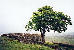 Photographie d'une petite ruine de pierres dans la lande, à côté de laquelle se trouve un arbre en feuilles majestueux sur la droite, dont la ramure est légèrement plus fournie d'un côté en lui donnant un aspect un peu bancal.
