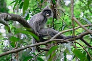 Trachypithecus crepusculus, Indochinese grey langur - Loei Province (31109170388).jpg