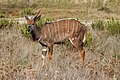 * Nomination Tragelaphus angasii (Lowland Nyala), young male, Réserve Africaine de Sigean --Llez 05:52, 5 December 2019 (UTC) * Promotion  Support Good quality.--Famberhorst 06:29, 5 December 2019 (UTC)