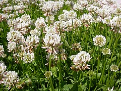 Trifolium repens (white clover)