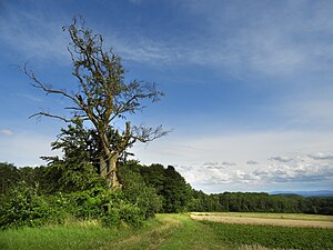 Die Triftbuche im Juli 2017