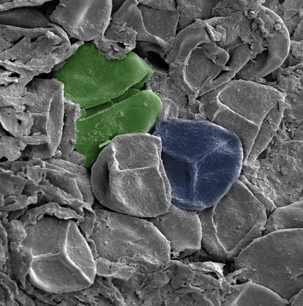 A late Silurian sporangium, artificially colored. Green: A spore tetrad. Blue: A spore bearing a trilete mark – the Y-shaped scar. The spores are about 30–35 μm across.