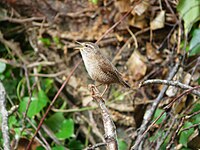 Avifauna Di Corsica