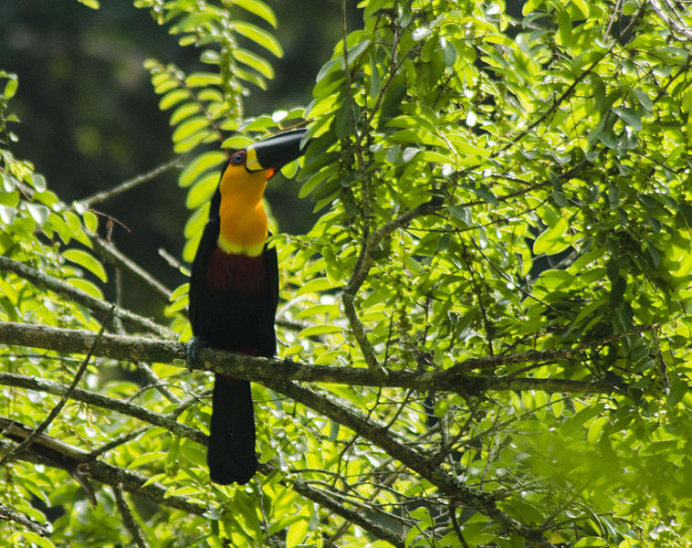 File:Tucano-de-bico-preto.jpg