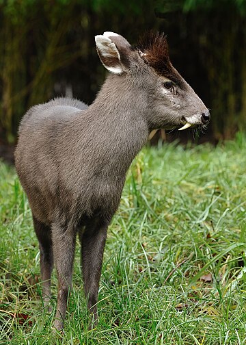 Schopfhirsch