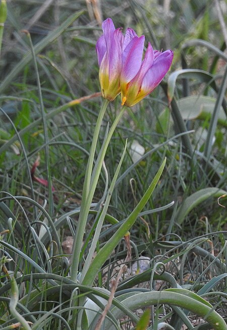 Tulipa_saxatilis