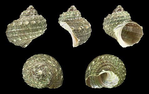 Turbo chinensis (Chinese turban) shell