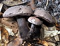 Tylopilus griseocarneus