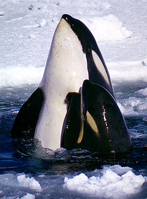 Orca in the Ross Sea