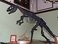 Egy Tyrannosaurus rex csontváza