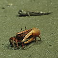A Fiddler crab
