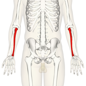 Ulna - anterior view.png