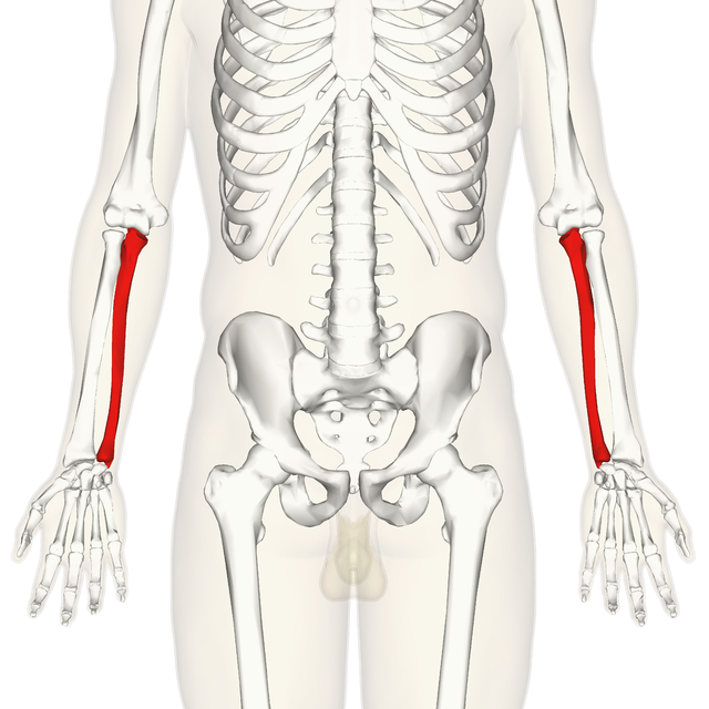 muscle long fléchisseur de l'avant-bras — Wiktionnaire, le dictionnaire  libre