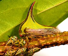 Umbonia crassicornis (F Membracidae).jpg