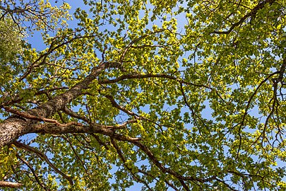 Under a canopy of oak leaves at Myrstigen