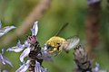 Valley carpenter bee, Xylocopa varipuncta. Not clipped off but slightly out-of-focus. which one to choose?