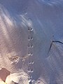 Unidentified deer spoor, Noordhoek, Cape Town.jpg