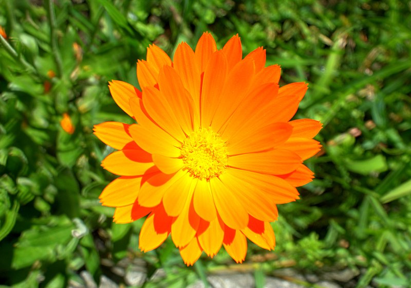 File:Unidentified flower - 05.jpg