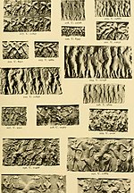 Thumbnail for File:Ur excavations (1900) (14764631601).jpg