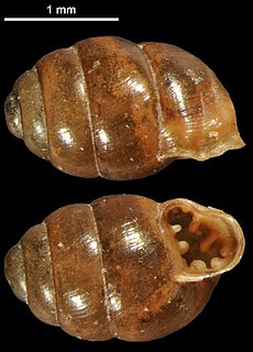 <i>Vertigo antivertigo</i> Species of gastropod