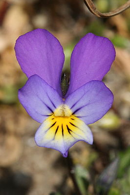 Viooltje: Gebruik, Symboliek, Soorten