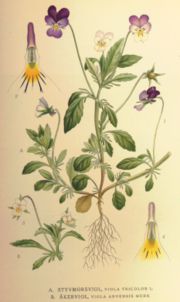 Thumbnail for File:Violatricolorarvensis.jpg