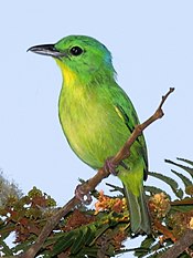 Vireo