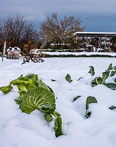 Cabbage in snow (December 2017 in Spain)