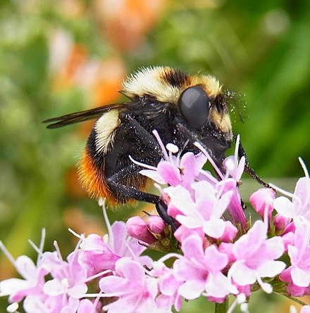 Муха похожая на шмеля. Volucella Bombylans. Шмелевидная Муха. Журчалки шмелевидные.