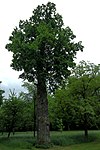 Oak at the forester's house in Schwertberg