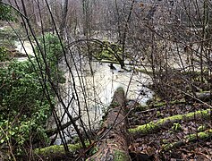 Hochwasser im Auwald 2023