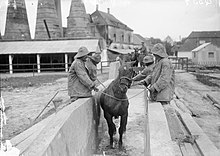 A horse undergoes treatment for a skin disease at a British veterinary hospital in 1916 WWI horse skin disease.jpg